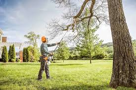 Best Tree Removal Services  in Foresthill, CA